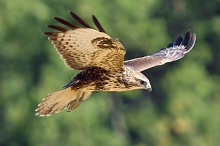 Poiana in volo